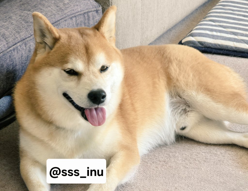 犬 on X: 