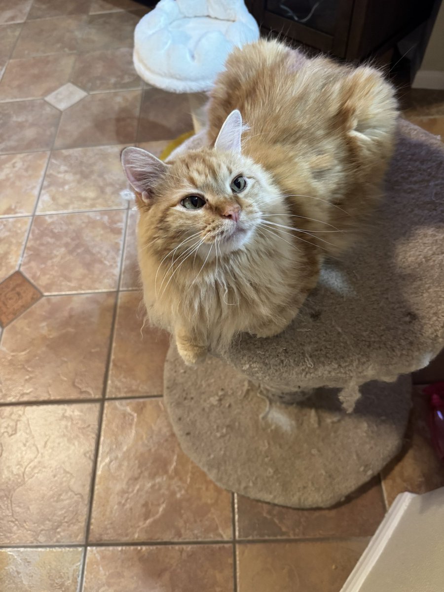 NoritheCat17's tweet image. Posting a pic of Nori for every win (85)

@astros #Astros #BuiltForThis