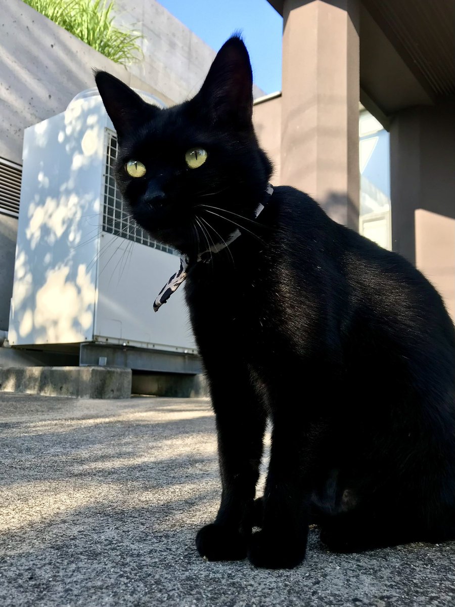 猫千代　0827 TWIN CATS | sen no STORE