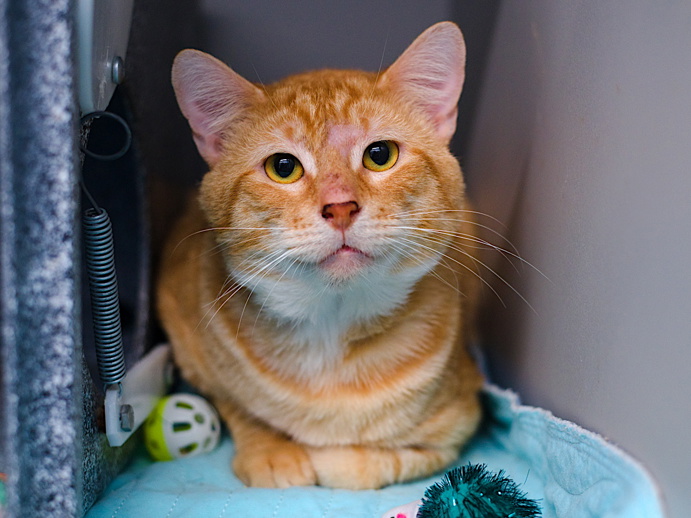 NYC's DEATH ROW CATS tweet media