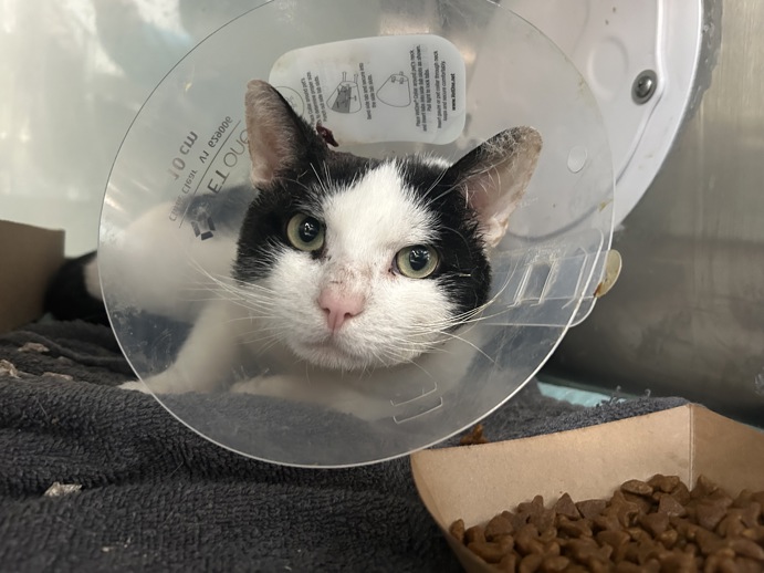 NYC's DEATH ROW CATS tweet media
