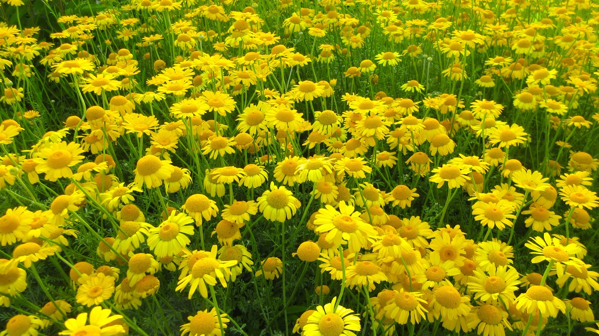 一枚の葉 Amazon | 和気産業(Waki Sangyo) 開き戸・引出しロック マルチタイプ