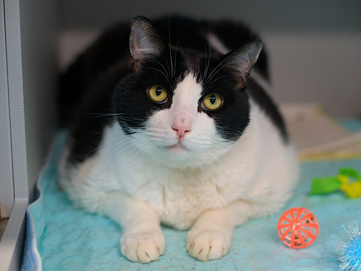 THERE ARE 40 ANIMALS (13 CATS &amp; 27 DOGS)  AT RISK FOR  SATURDAY 09/27/25 DEADLINE IS NOON. PLEASE SHARE, FOSTER, ADOPT, TAG FRIENDS, POST TO SOCIAL MEDIA SITES, PLEDGE TO  HELP SAVE THEIR LIVES. NEW PHOTOS. newhope.shelterbuddy.com/animal/list