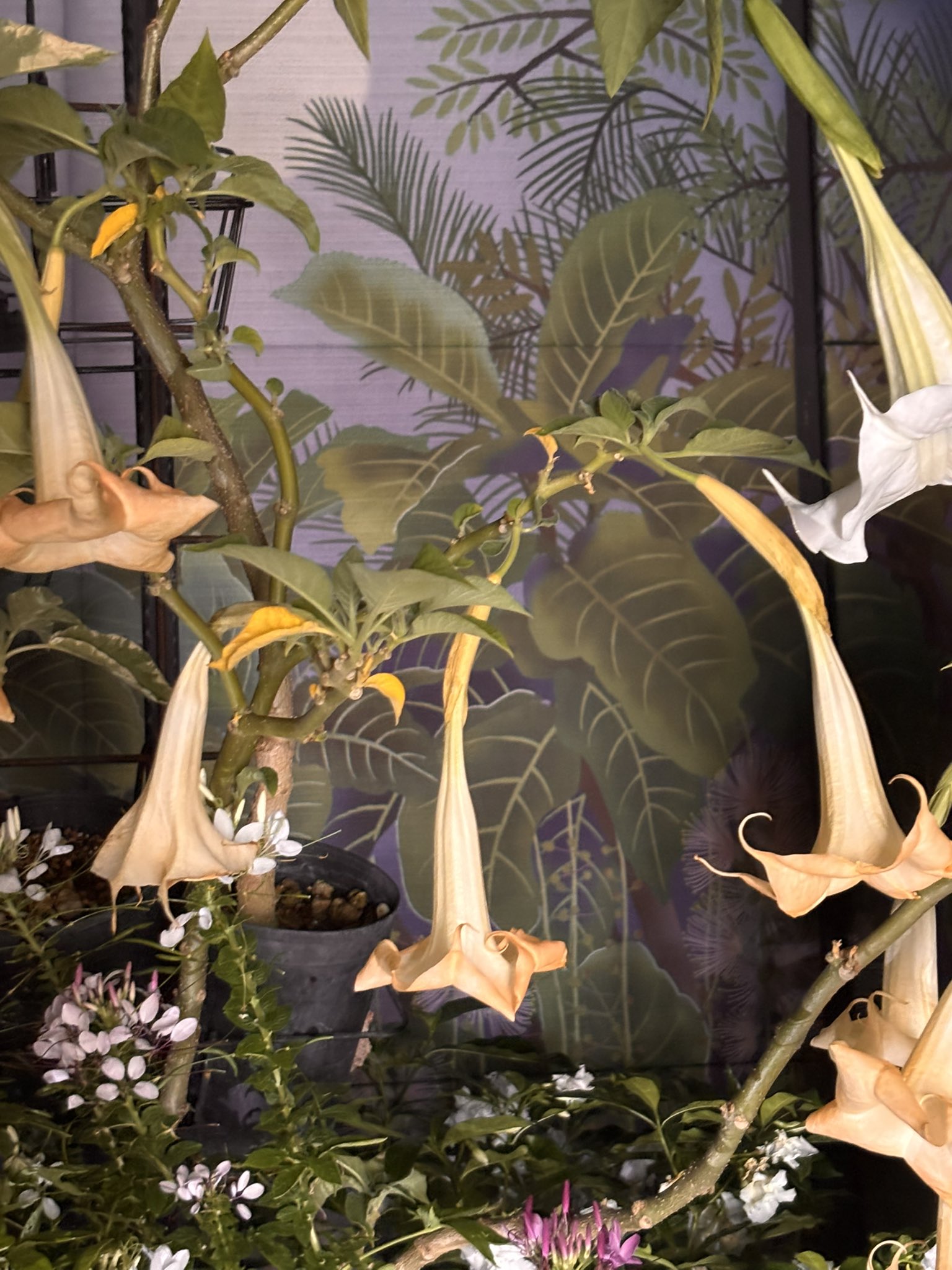 あっちゃん あっちゃんP2」 on X: 