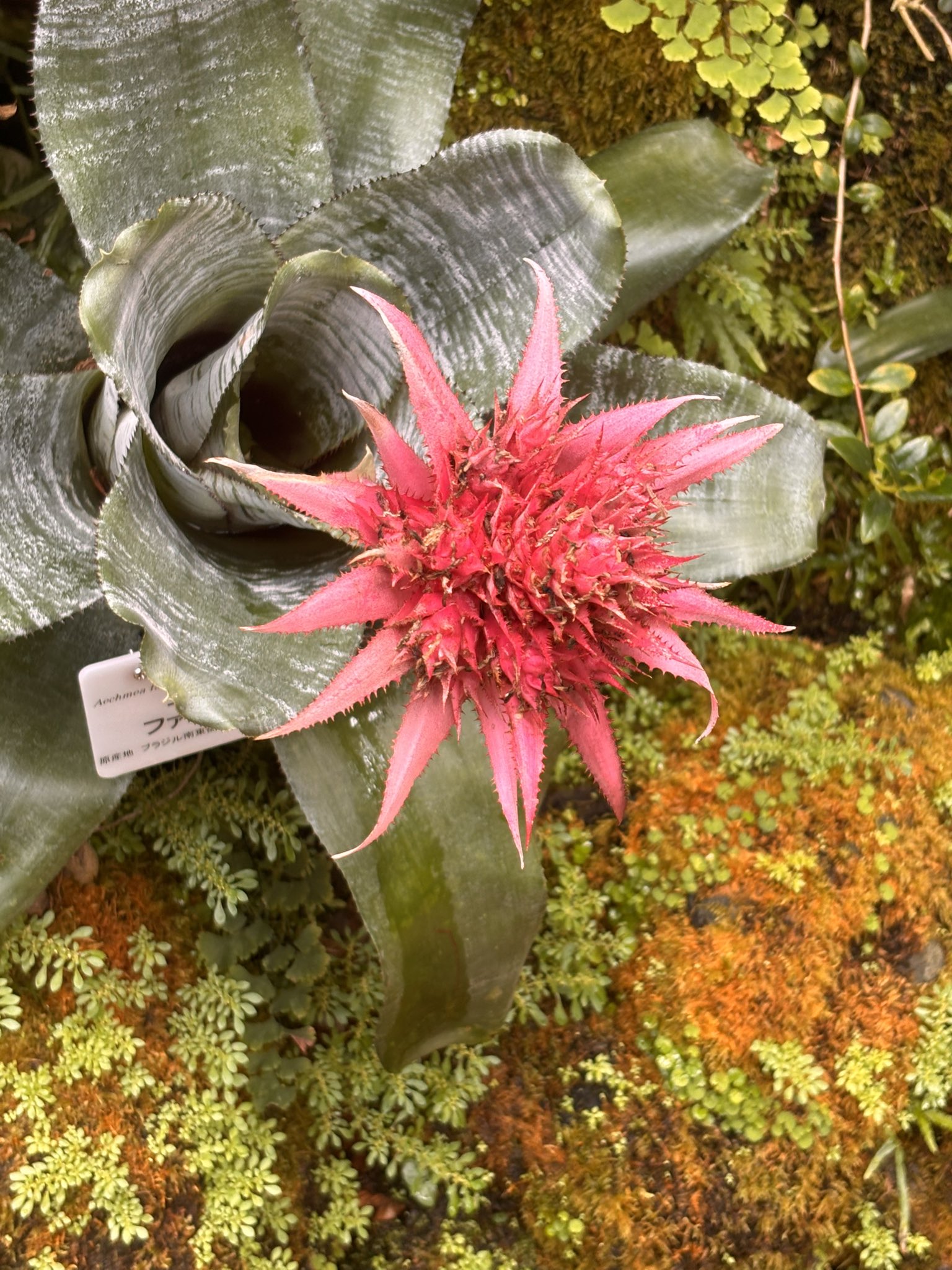 あっちゃん あっちゃん on X: 