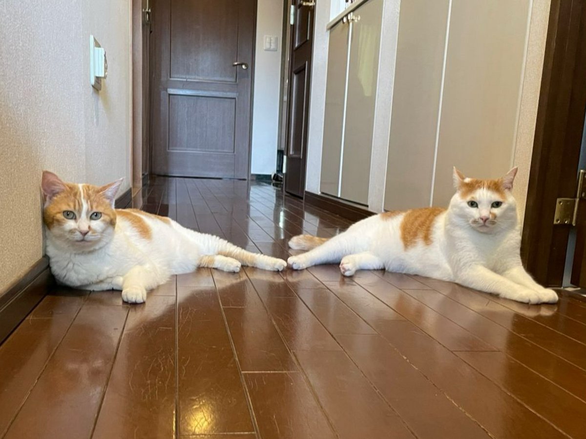 るる☆フワフワプレス社 (@vnsl0o) / Posts / X