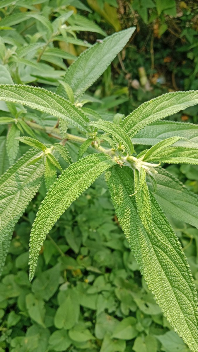 Ngaku freethinker tp kerjaannya ngejek agama orang. 

Ngaku spiritualis tp masih suka mempernasalahkan keyakinan orang.

Manusia dg segala keruwetannya. 

Pic: Totongoan (Degrebeasia Longifolia)