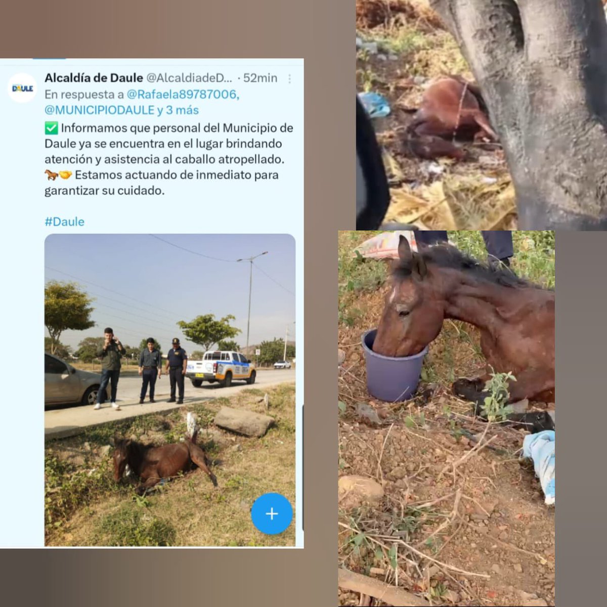 gin2407's tweet photo. @AlcaldiadeDaule @Rafaela89787006 @MUNICIPIODAULE @PrefGuayas @marcelaguinaga @WilsonCanizares Total irresponsabilidad por parte de @AlcaldiadeDaule  INHUMANOS!! Que solo fueron a tomarse fotos y NO AYUDARON EN NADA https://t.co/Ymul6MdoNZ