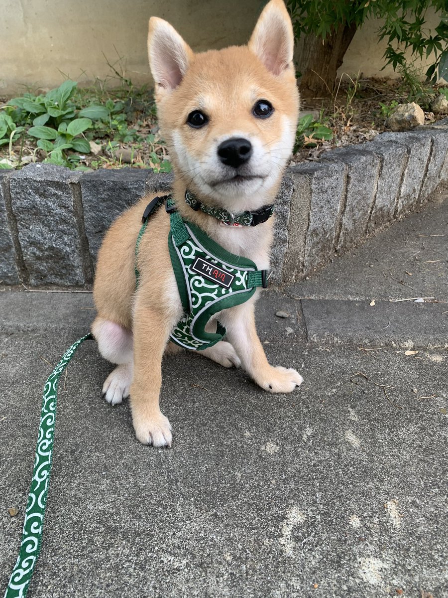豆柴 柴犬・極小豆柴・豆柴ブリーダー東京 | シバ屋