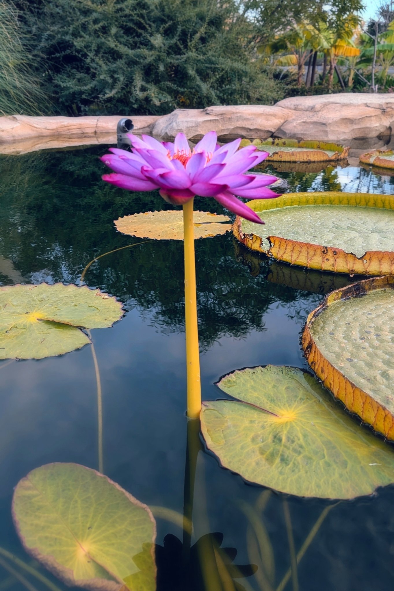 とっち〜♪ (@GVqcod4deQypGjX) / X