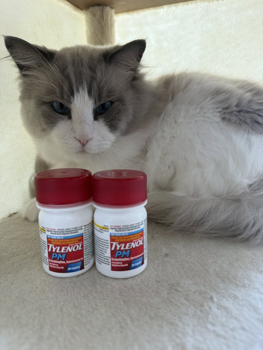 I think my cat is autistic