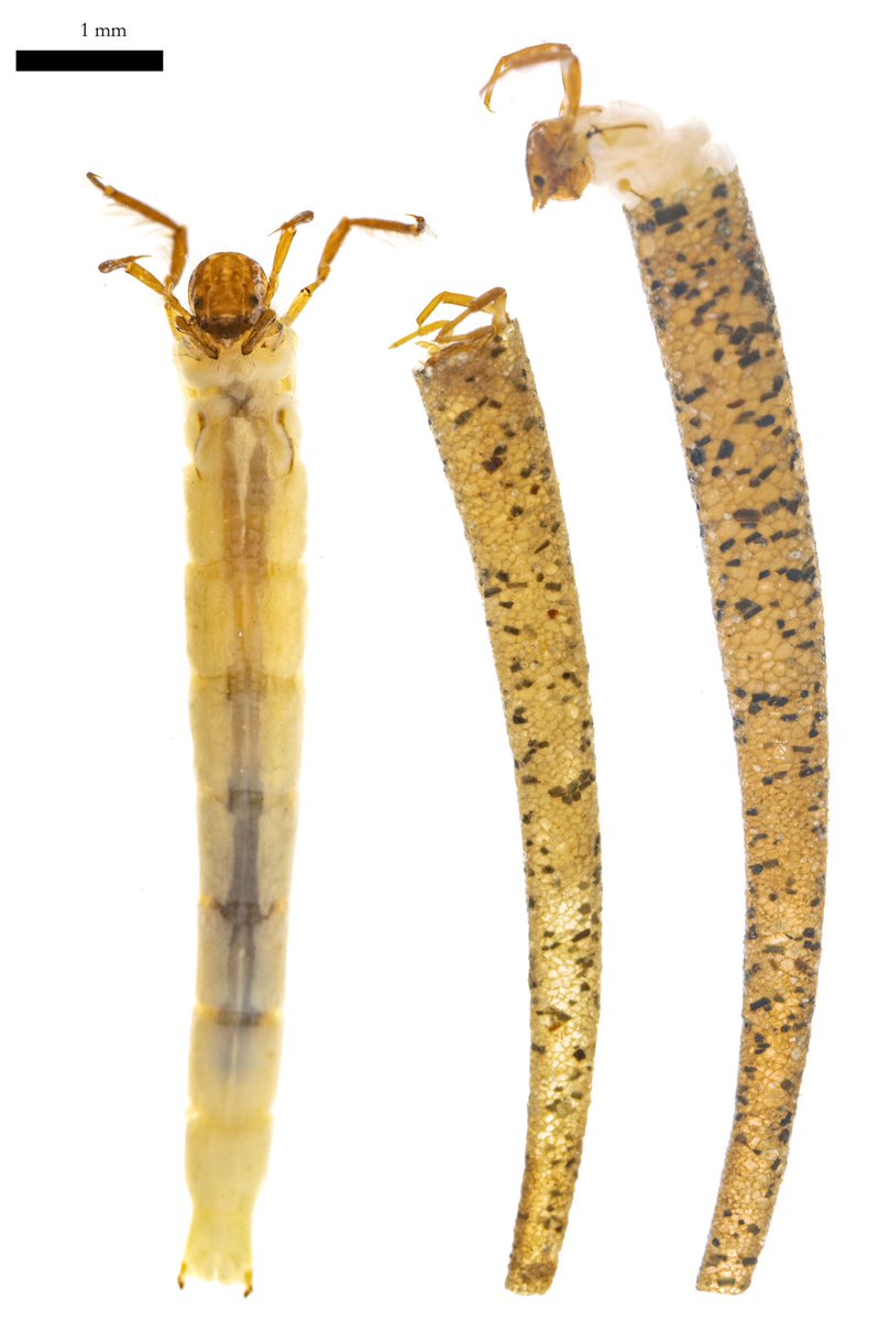 Carlos Lasso tweet media