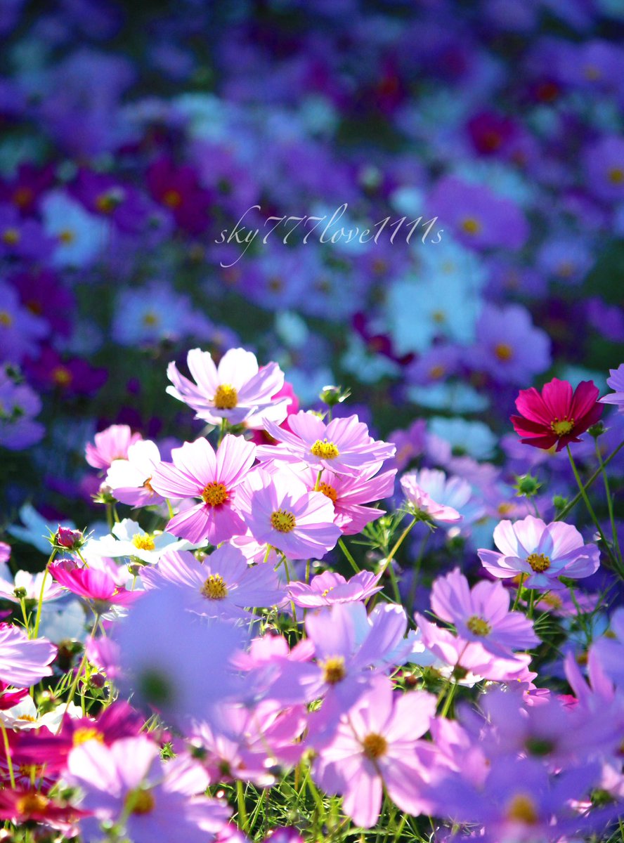 kijiyasan様✾ 🍀Congratulations photo of the day🍀. 🏆@s_yasuto_photo