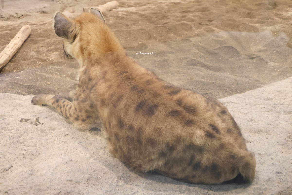 後ろ足ないない #円山動物園 #ブチハイエナ
