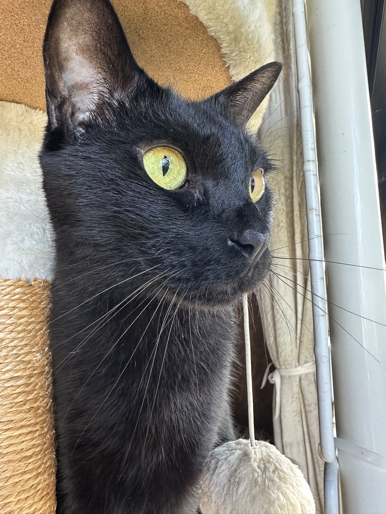 コブたぬキツねこ コブたぬキツねこ こぶたぬきつねこ「Kobutanukitsuneko