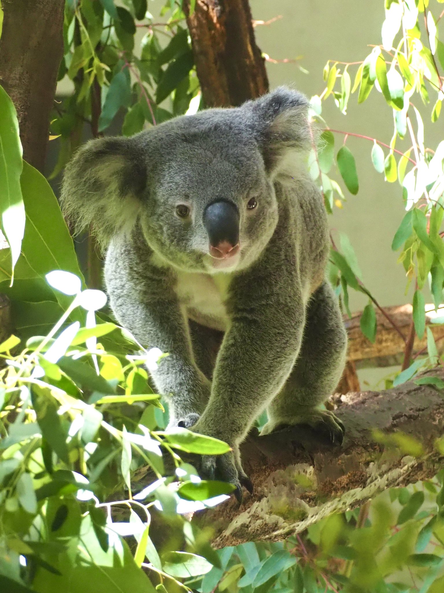 草木と小さな動物 ご近所の小さな生き物たちフォト