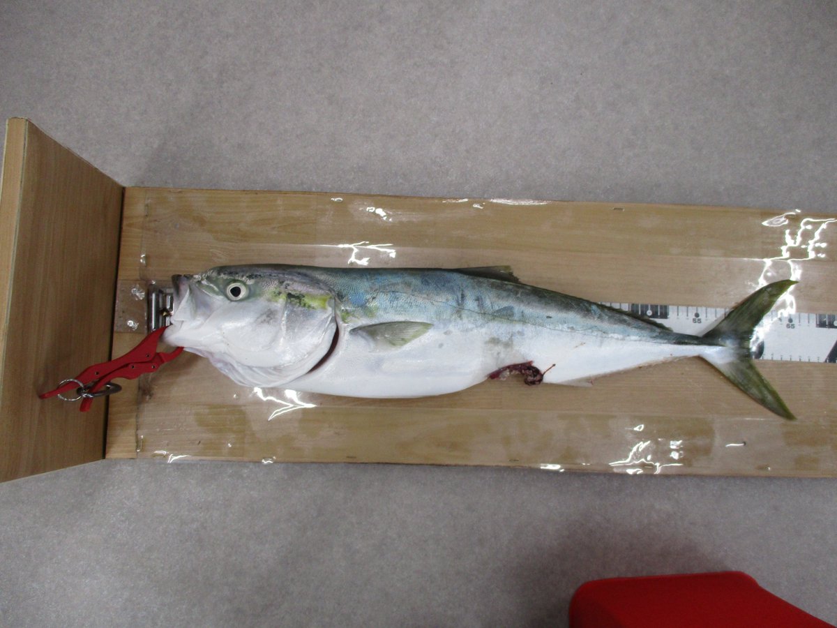 本日早朝、常連様より釣果情報を頂きました。 大津港にて、ワラサ