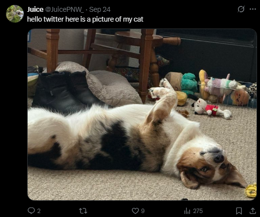 hello twitter is this guy dumb this is clearly a dog