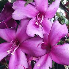 ¿Colombia tiene flores únicas?

Claro, una de ellas es la flor amarrabollo, una especie nativa endémica de Colombia que crece en zonas de clima frío. Atrae a una gran diversidad de fauna nativa, como las abejas, lo que la hace útil para la restauración ecológica.