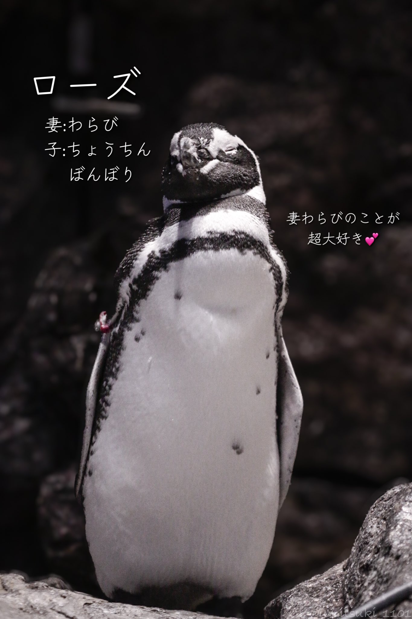すみぺんページ すみだペンギン相関図2025」公開中！｜すみだ水族館