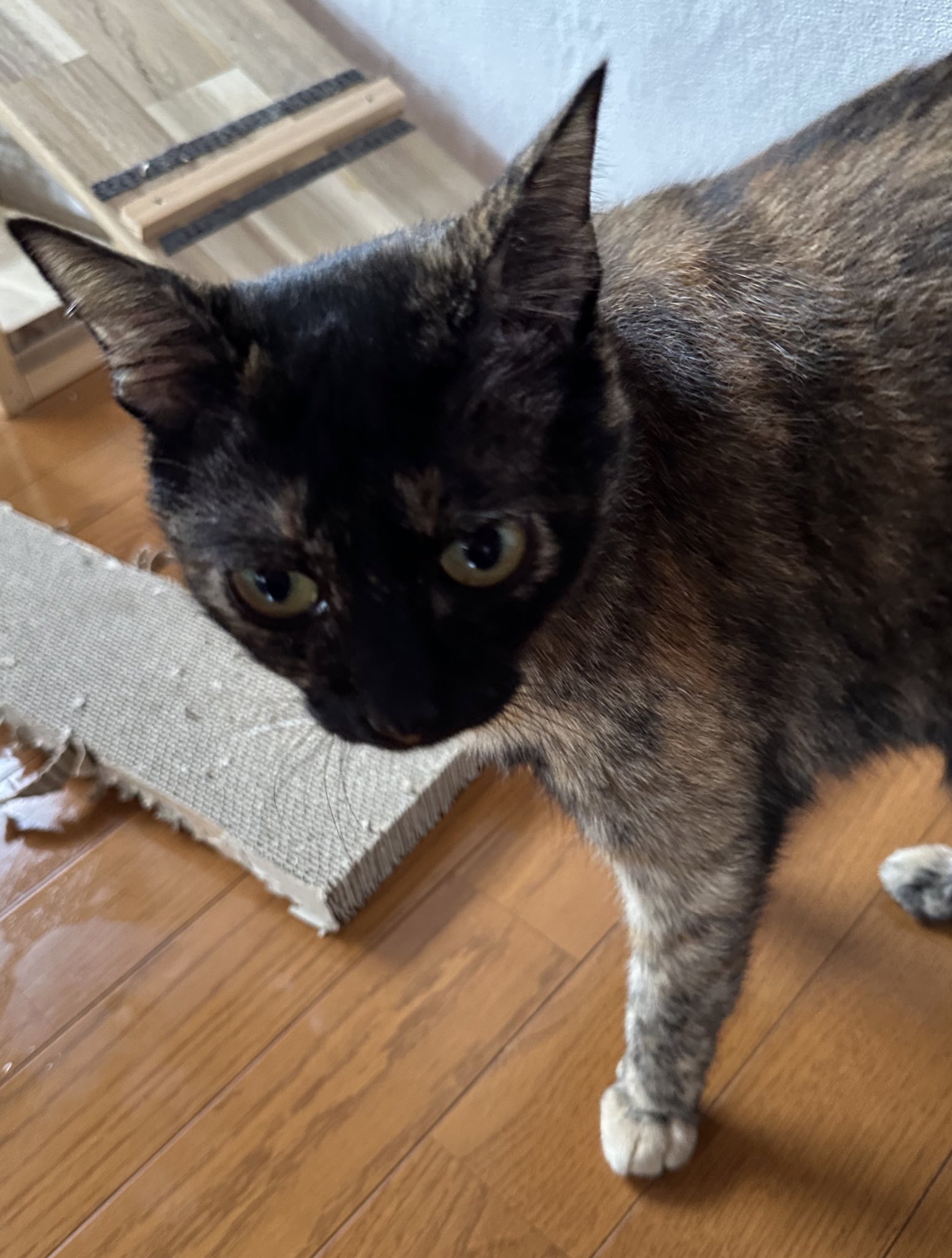 どこかの猫好き 今日のモナカちゃん（番外編）🐈‍⬛🐾 ご報告が遅くなりましたが