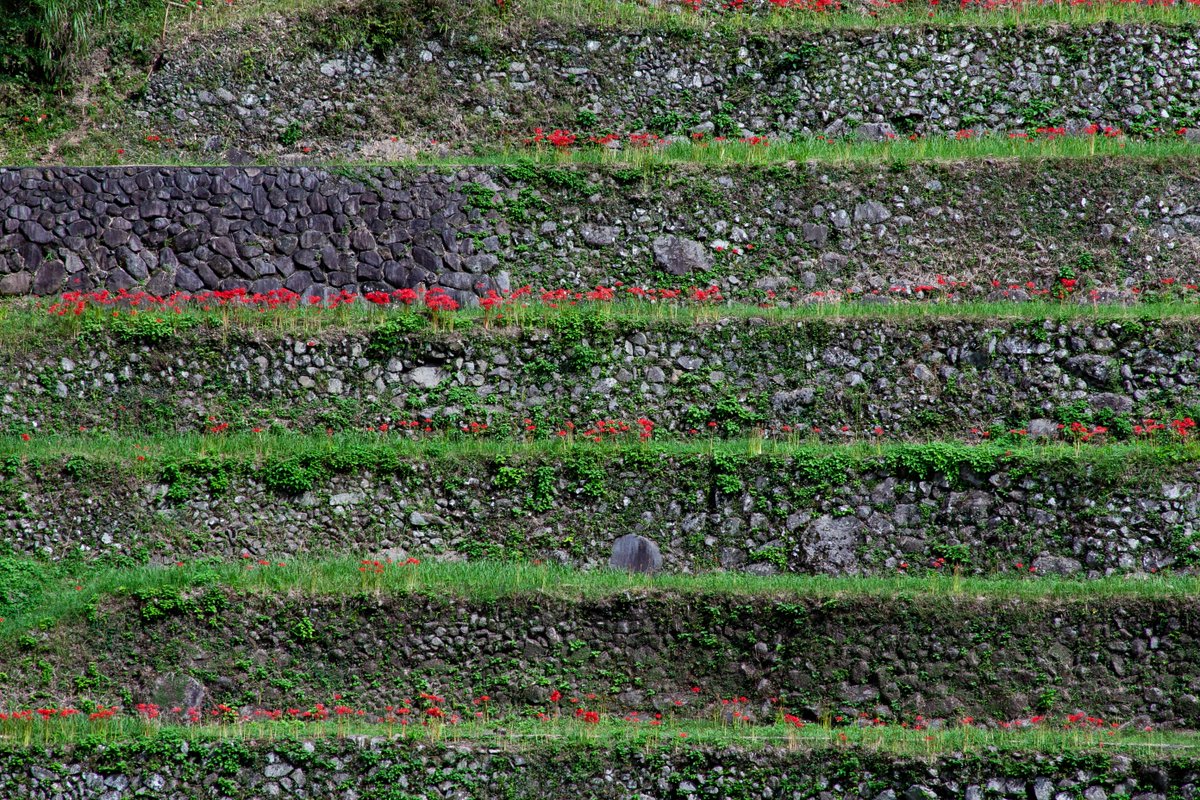 石積の棚田 #flickr flic.kr/p/2rvtTNV