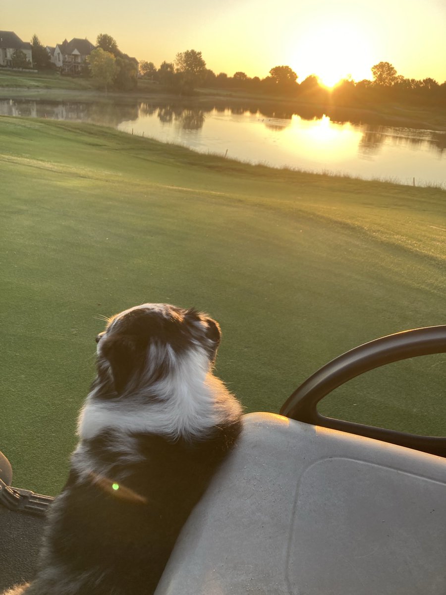 greenskeepersam's tweet image. Kelly enjoying the view this morning while we drove in circles cocoa matting in the light topdress. #dogsofturf