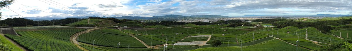 Yame central grand tea plantation #flickr flic.kr/p/2rvyau5