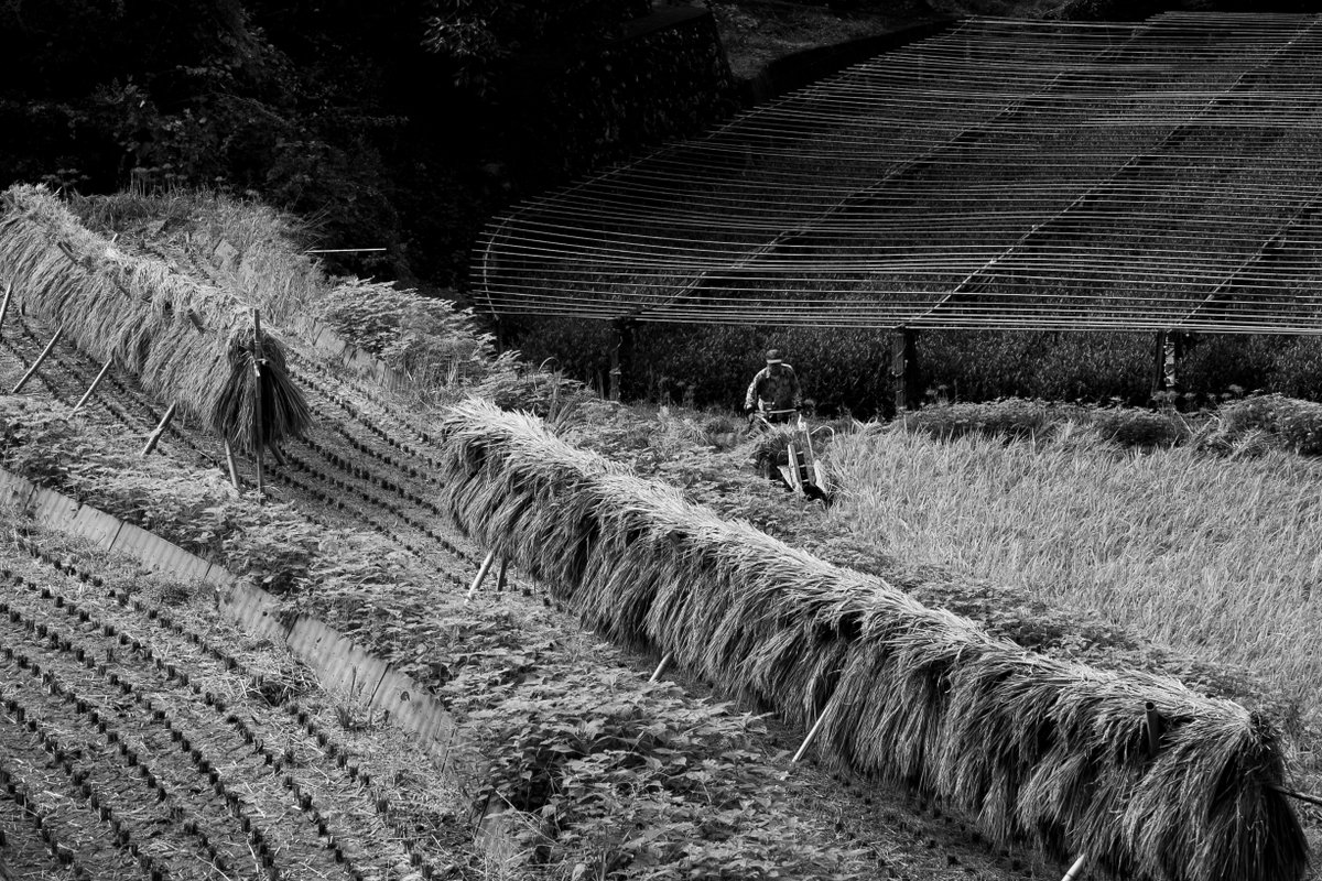 hanging rice drying #flickr flic.kr/p/2rvzxbH