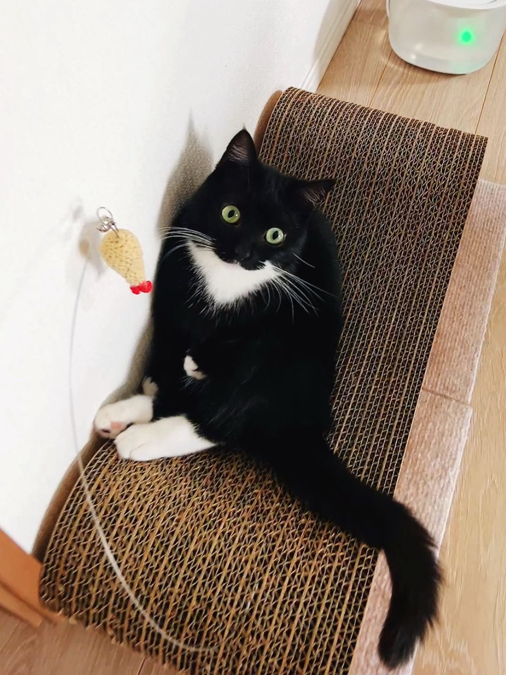 やせねこ セラフォーテ猫用とアジー100mg｜フィラリア予防・抗生物質｜犬