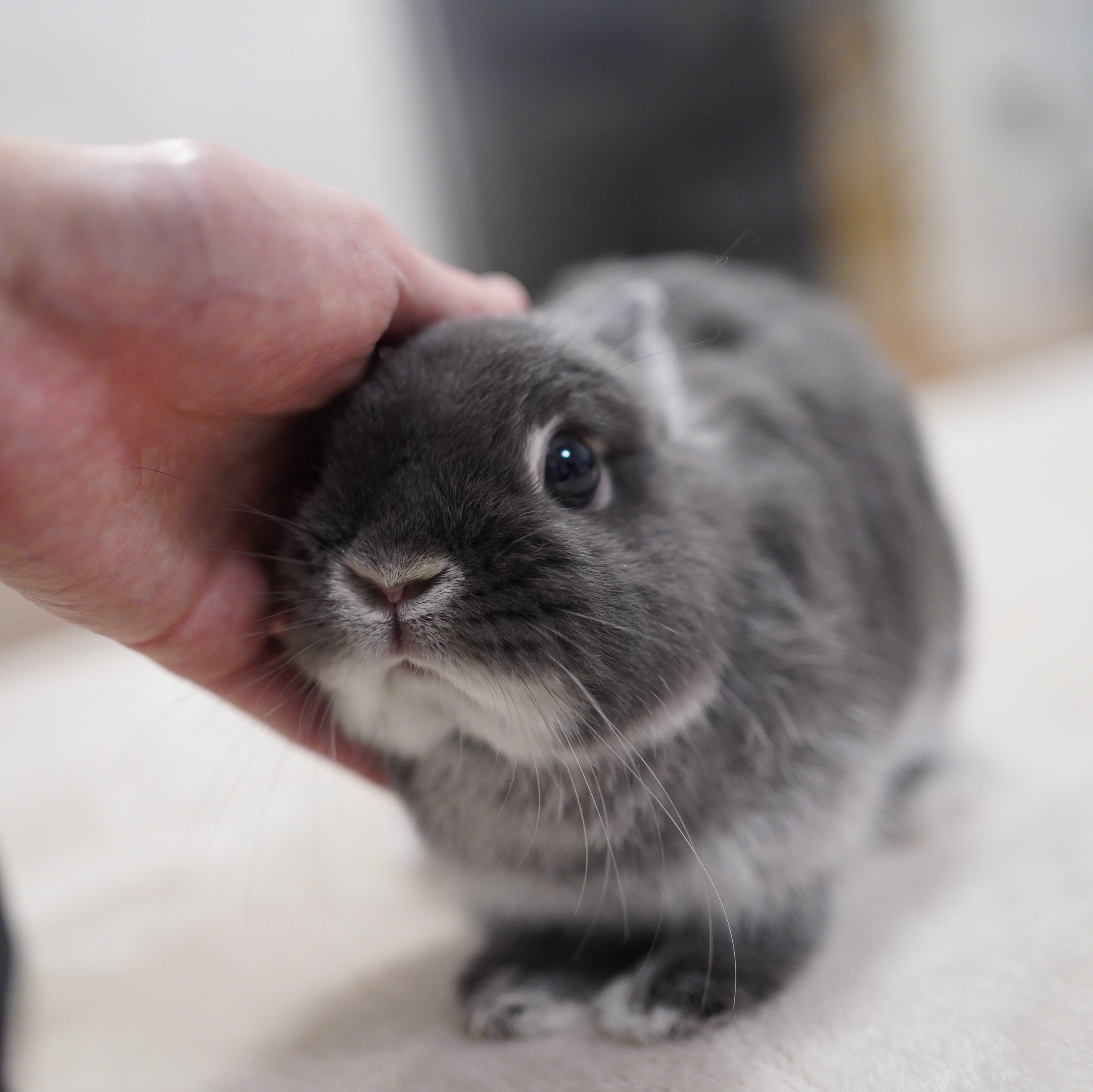 うさぎ もちうさ 立ち耳 ホワイト Lサイズ うさぎ ぬいぐるみ ウサギ
