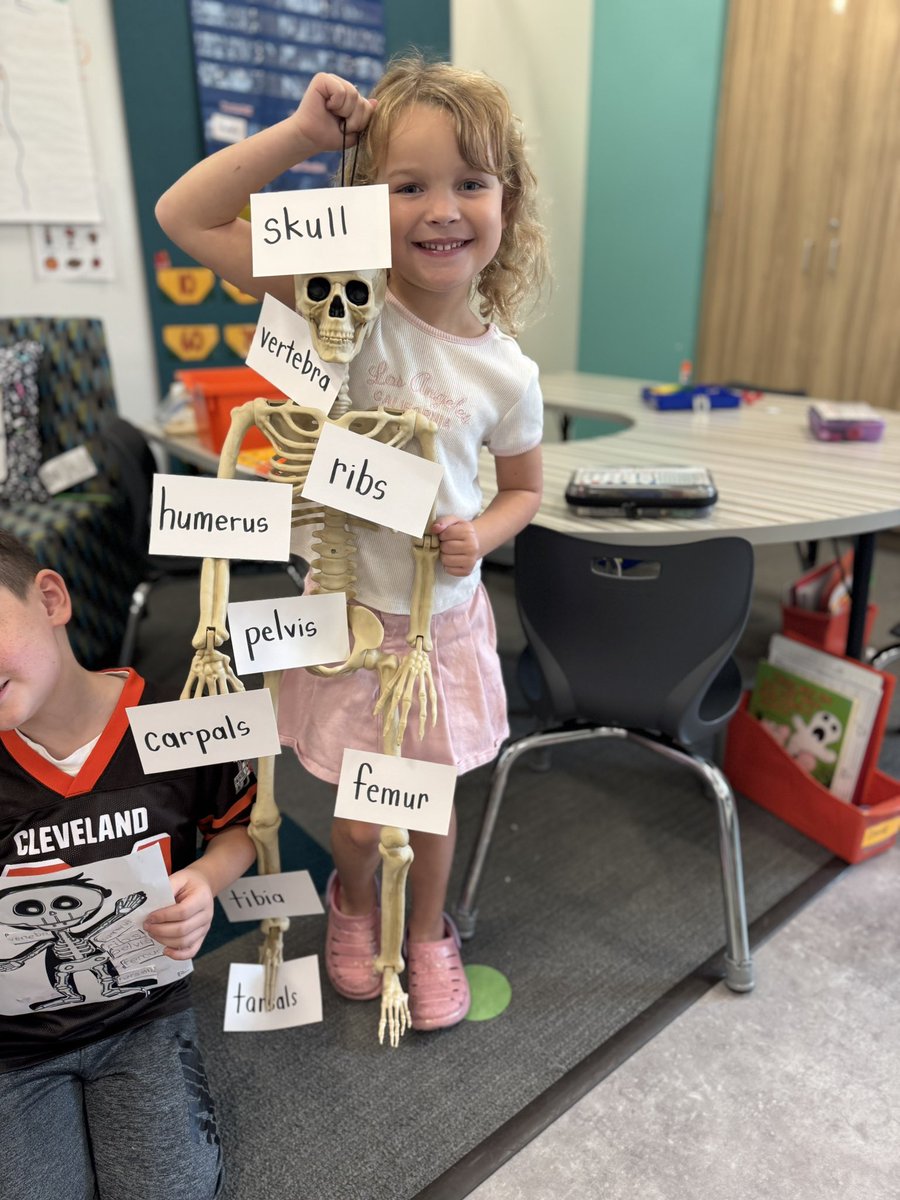 Building Knowledge Bone by Bone in first grade!