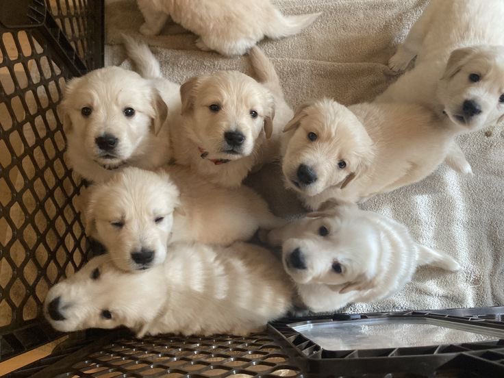 katrina_behena's tweet photo. @Greystone69 @jennifekl Golden Retriever Puppies Ready for Their Forever Homes 🐾

📍 Located in Payne, Ohio
💬 Message me for more photos, info, or to come meet them!
to ensure they go to responsible homes 🐶💛 https://t.co/hEgf6UbL8w