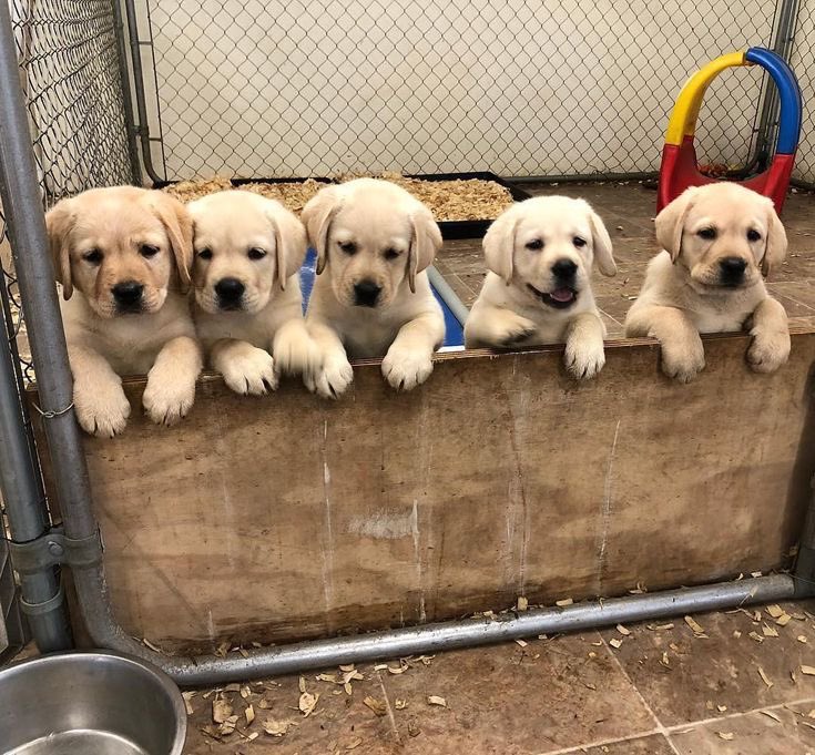katrina_behena's tweet photo. @prettyjeff444 @jennifekl Golden Retriever Puppies Ready for Their Forever Homes 🐾

📍 Located in Payne, Ohio
💬 Message me for more photos, info, or to come meet them!
to ensure they go to responsible homes 🐶💛 https://t.co/UqxgvAw7FI