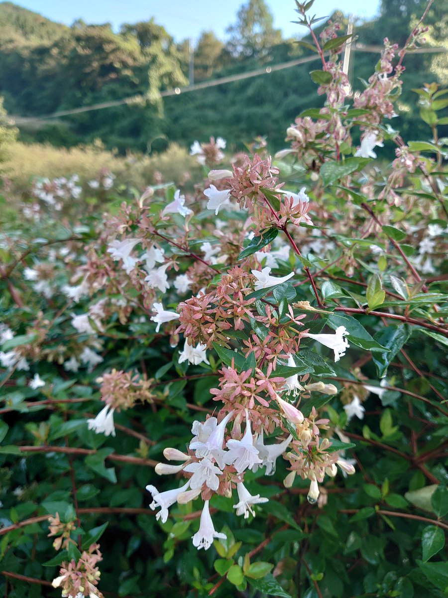 朝パト
南天の実がカーキー色に変わり、これから静かに黄色か赤色へ変化していきます✨️
しばし経過観察🎶

#ガーデニング 
#TLを花でいっぱいにしよう 
#南天