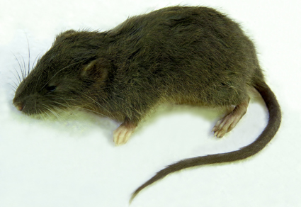 Zootaxa's tweet photo. Hidden diversity in #Daptomys (#Rodentia: #Cricetidae): a #newspecies from lower #montaneforests of central #Peru
#taxonomy
https://t.co/VVU0jLp9vG https://t.co/heeTl9Pxt8