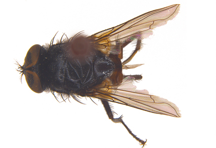 Zootaxa's tweet photo. Two #newspecies of Ziminellia Nihei & de Carvalho from China (#Diptera: #Muscidae), with #newcombinations and key to species
#taxonomy
https://t.co/TJd1EvsYlR https://t.co/JIp0boU06r