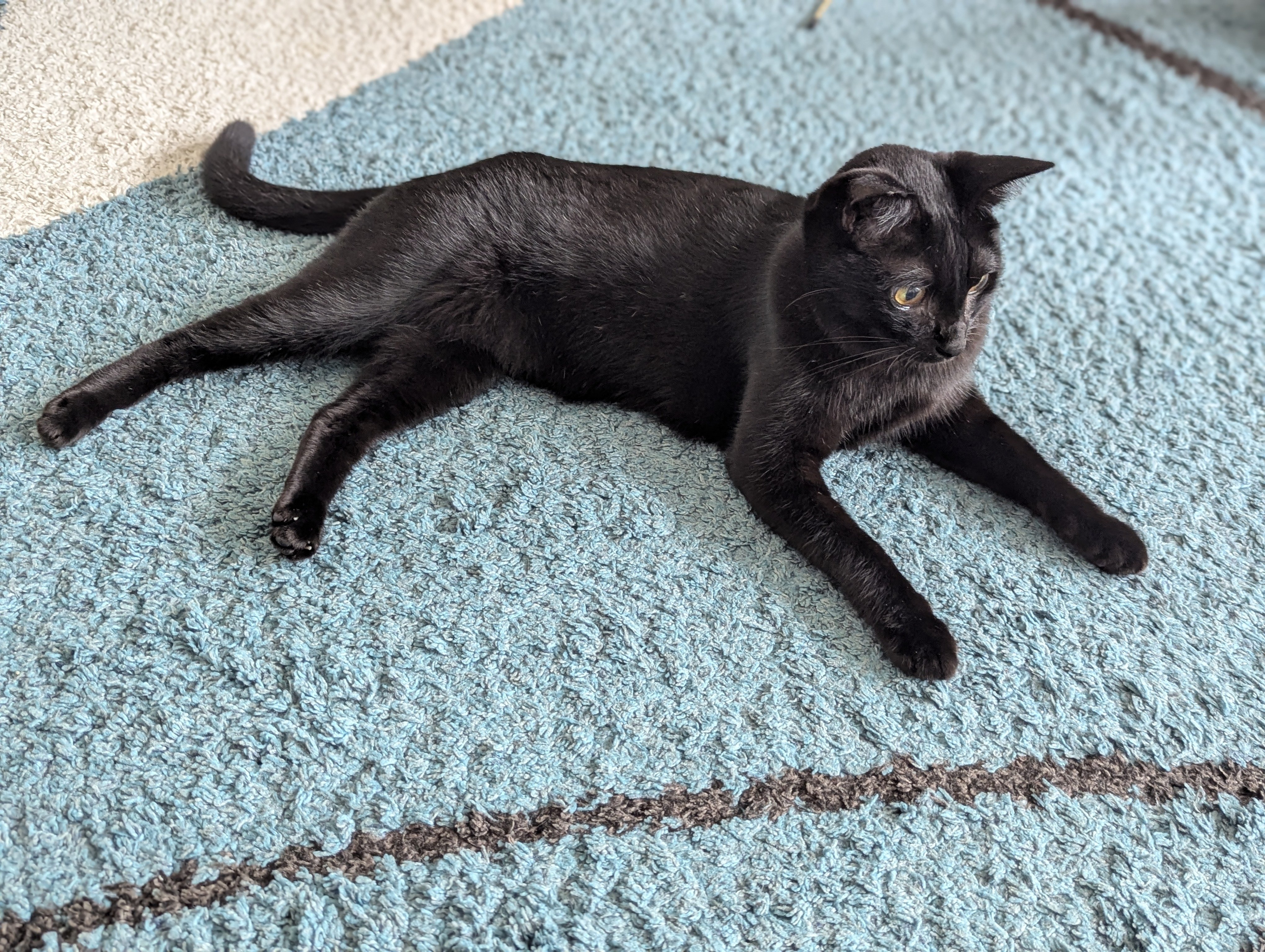 猫A 最終値下げしました！ ショップでどんどん値下げされていく猫 「最終値下げ」のその先