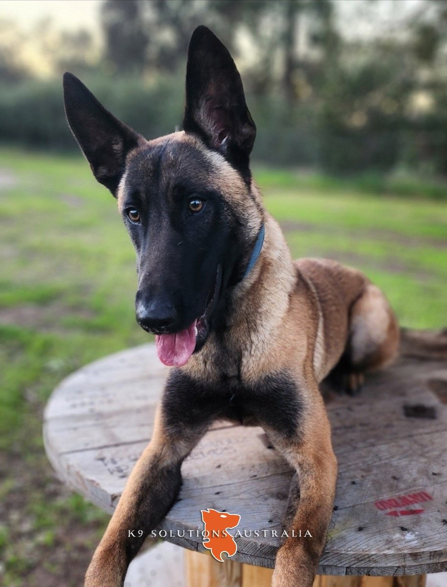K9SA ECHO 

#VirtusHouseKennelECHOLitter 
#developingworkingdogssince2016
#K9SolutionsAustralia🇦🇺