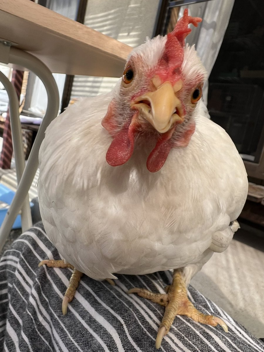 pipipimimimi3's tweet image. うにちゃん🐔

8月28日から始まった抱卵期、9月26日に終了した様子☺️✍️

お疲れ様🍵

 #チャボ
 #にわとり
