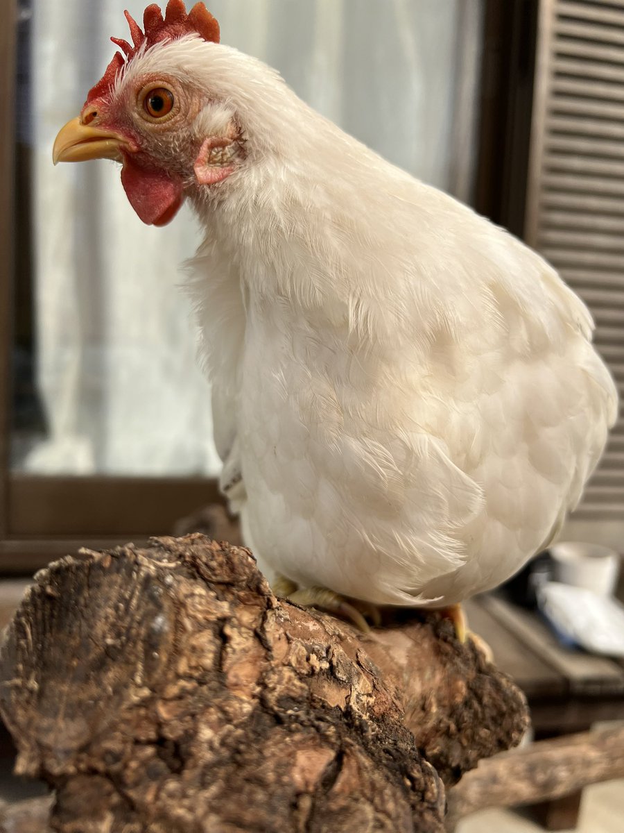 pipipimimimi3's tweet image. うにちゃん🐔

8月28日から始まった抱卵期、9月26日に終了した様子☺️✍️

お疲れ様🍵

 #チャボ
 #にわとり
