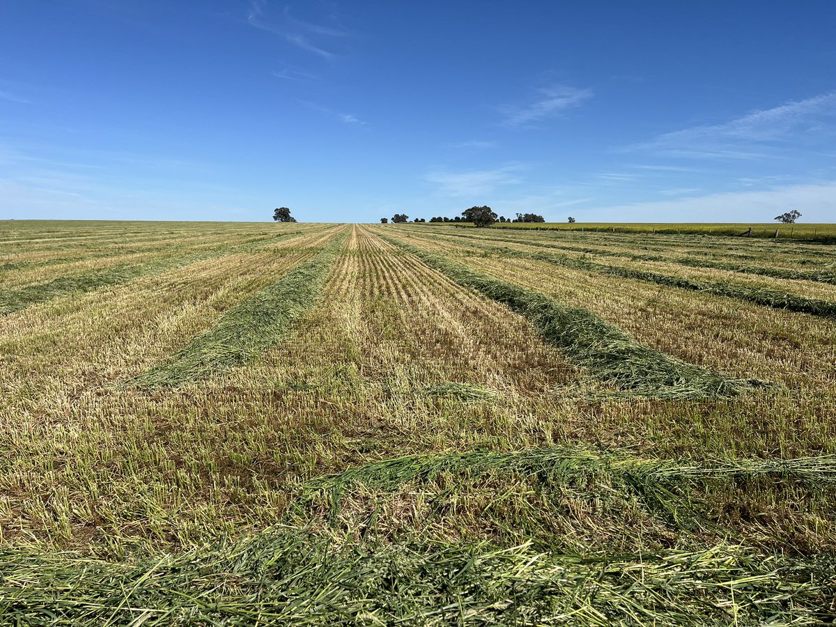 By posting this will I help make it rain or help drop hay price…… probably both!