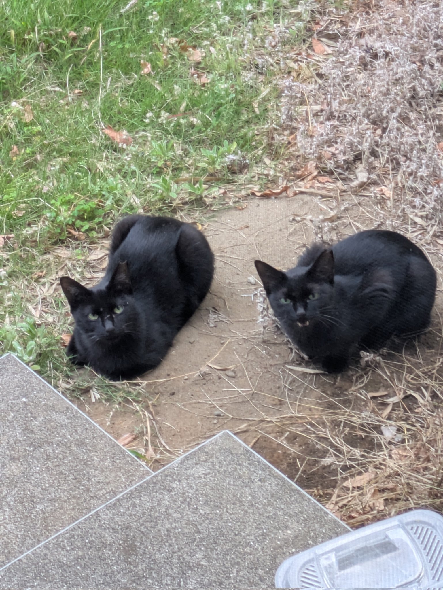 黒猫ちぃ 黒猫ちぃ 2024/11/22発売ねこぱんち 紅葉ながめるネコのしっぽ号