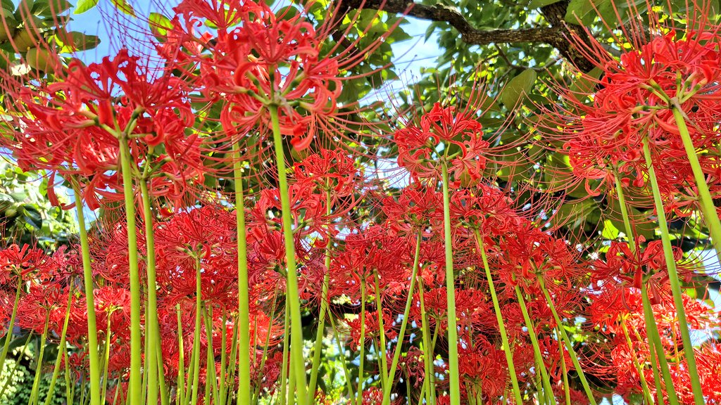 日にあたってつやつやしてた