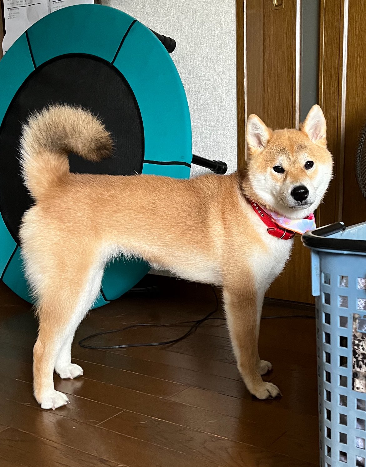 Posts with replies by 柴犬こめ0歳 (@shibainukome) / X