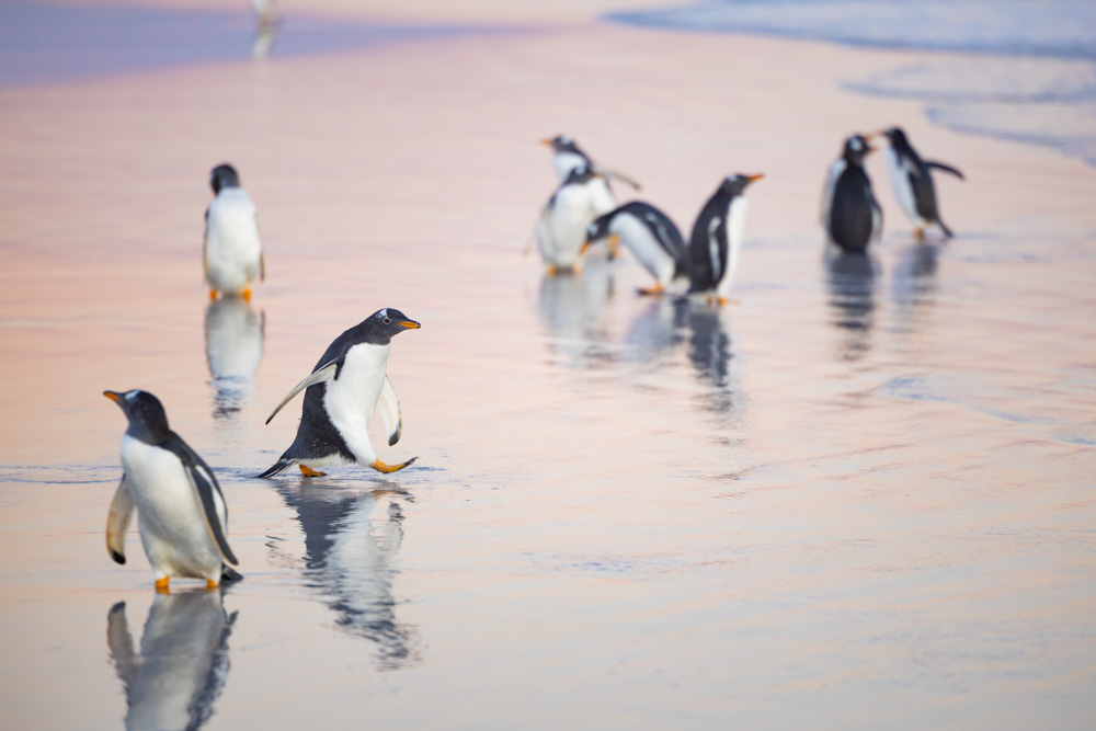 油彩画 ジェンツーペンギン ジェンツーペンギン② その他置物 セイスケ