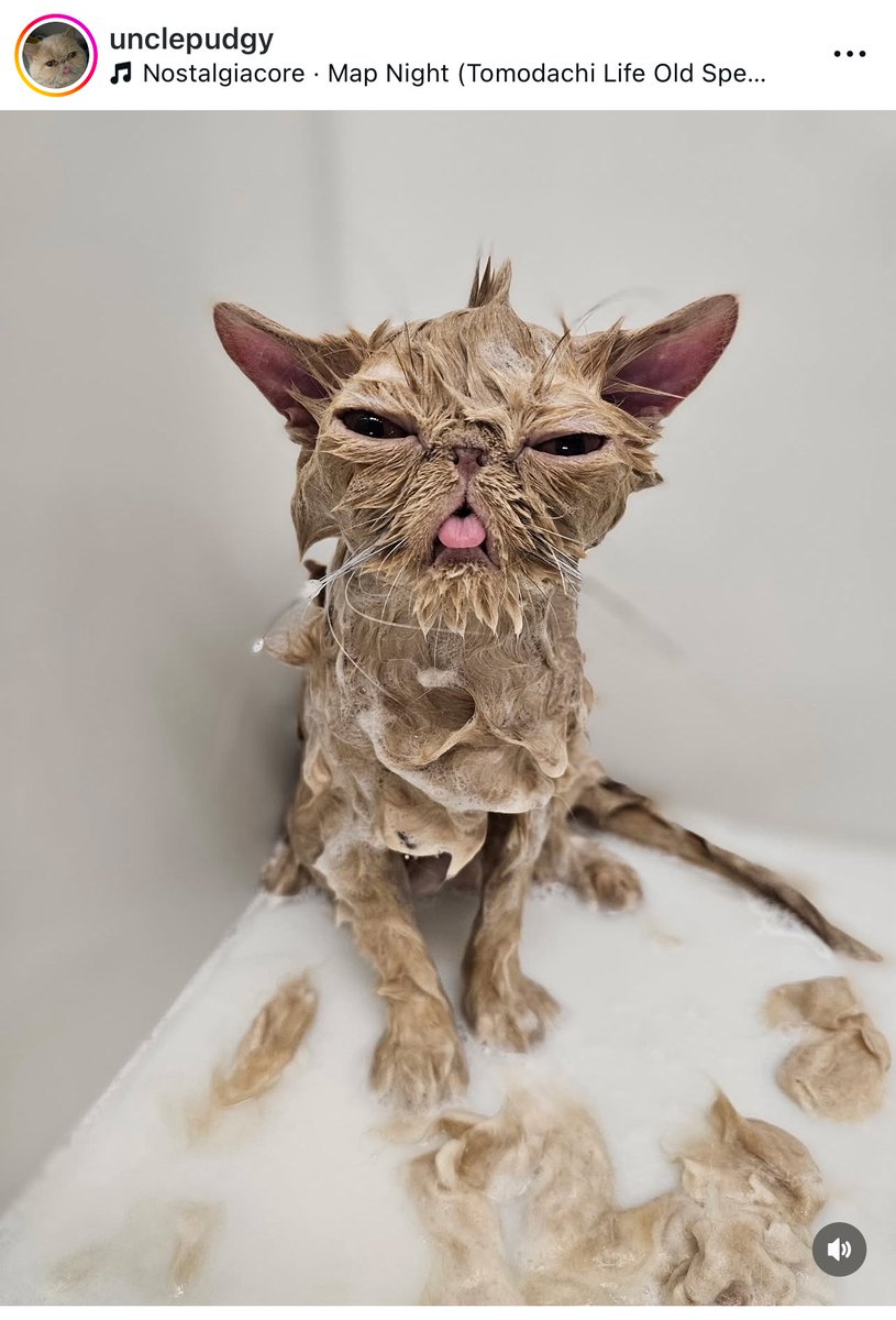 SickosCommittee's tweet photo. BREAKING: Pudge had a spa day. https://t.co/U0pabUJayE