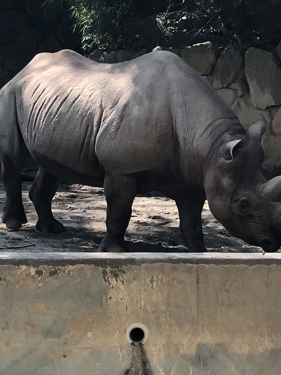 上野動物園なう
サイが5000ℓぐらいお漏らしした😂