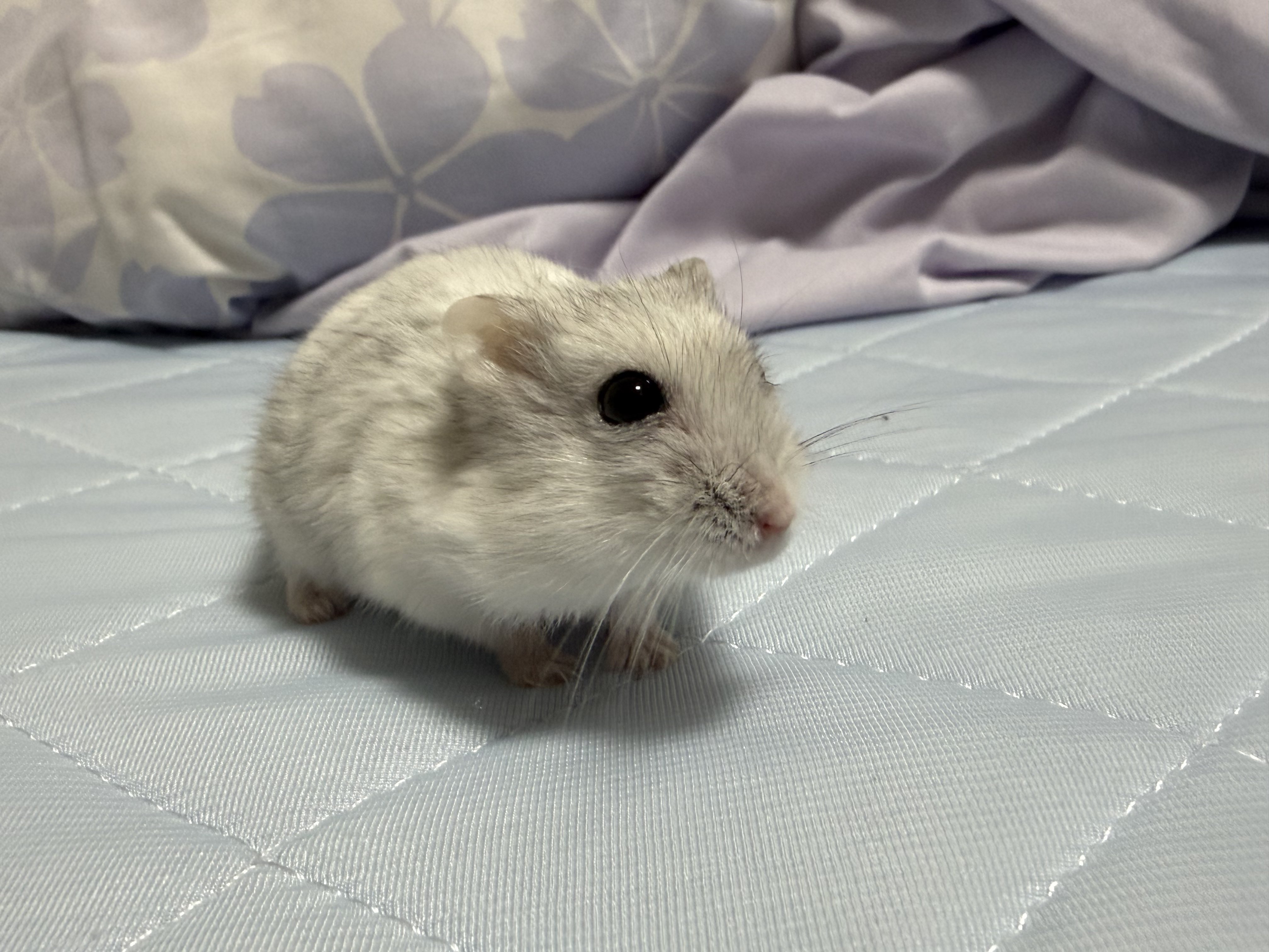 おもちページ★ 忠犬もちしば まんぷく超BIG2 - グッズ - 忠犬もちしば