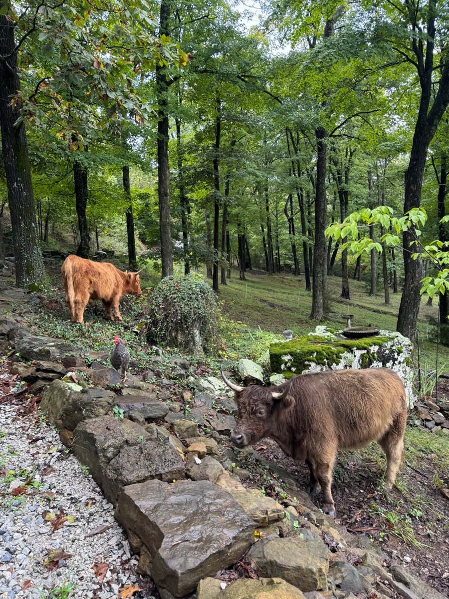 CacheWalker's tweet image. I told him no less than three times today, herds like sweet feed or  corn... but I see he went with the pizza  for  the  @usuHURD. 🤷🏻‍♂️